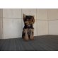Yorkshire Terrier Welpen - Rüde