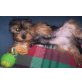 Yorkshire Terrier Welpen - Rüde