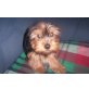 Yorkshire Terrier Welpen - Rüde