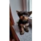 Yorkshire Terrier Welpen - Rüde