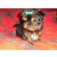 Yorkshire Terrier Welpen - Rüde