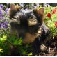 Yorkshire Terrier Welpen - Rüde