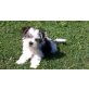 Yorkshire Terrier Welpen - Rüde