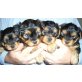 Yorkshire Terrier Welpen - Rüde