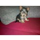Yorkshire Terrier Welpen - Rüde