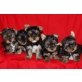 Yorkshire Terrier Welpen - Rüde