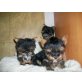Yorkshire Terrier Welpen - Rüde