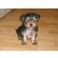 Yorkshire Terrier Welpen - Rüde