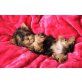 Yorkshire Terrier Welpen - Rüde