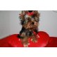 Yorkshire Terrier Welpen - Rüde