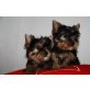 Yorkshire Terrier Welpen - Rüde