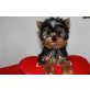 Yorkshire Terrier Welpen - Rüde