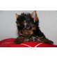 Yorkshire Terrier Welpen - Rüde