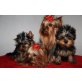 Yorkshire Terrier Welpen - Rüde