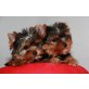 Yorkshire Terrier Welpen - Rüde