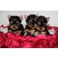 Yorkshire Terrier Welpen - Rüde