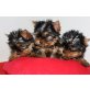 Yorkshire Terrier Welpen - Rüde