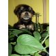 Yorkshire Terrier Welpen - Rüde