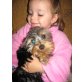 Yorkshire Terrier Welpen - Rüde