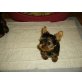 Yorkshire Terrier Welpen - Rüde