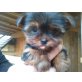 Yorkshire Terrier Welpen - Rüde