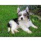 Yorkshire Terrier Welpen - Rüde