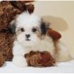 Yorkshire Terrier Welpen - Rüde