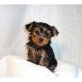 Yorkshire Terrier Welpen - Rüde