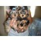 Yorkshire Terrier Welpen - Rüde