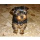 Yorkshire Terrier Welpen - Rüde