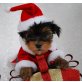 Yorkshire Terrier Welpen - Rüde