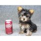 Yorkshire Terrier Welpen - Rüde