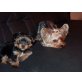 Yorkshire Terrier Welpen - Rüde