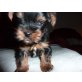 Yorkshire Terrier Welpen - Rüde