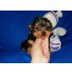 Yorkshire Terrier Welpen - Rüde