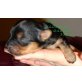 Yorkshire Terrier Welpen - Rüde