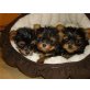 Yorkshire Terrier Welpen - Rüde