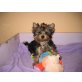 Yorkshire Terrier Welpen - Rüde