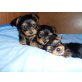 Yorkshire Terrier Welpen - Rüde