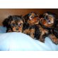Yorkshire Terrier Welpen - Rüde