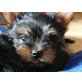 Yorkshire Terrier Welpen - Rüde