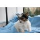 Yorkshire Terrier Welpen - Rüde