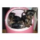 Yorkshire Terrier Welpen - Rüde
