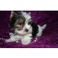Yorkshire Terrier Welpen - Rüde