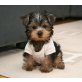 Yorkshire Terrier Welpen - Rüde