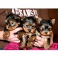 Yorkshire Terrier Welpen - Rüde
