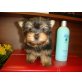 Yorkshire Terrier Welpen - Rüde