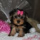 Yorkshire Terrier Welpen - Rüde