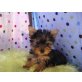 Yorkshire Terrier Welpen - Rüde