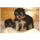 Yorkshire Terrier Welpen - Rüde